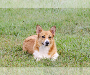 Pembroke Welsh Corgi Puppy for sale in CLEVELAND, TX, USA