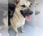 Small German Shepherd Dog Mix