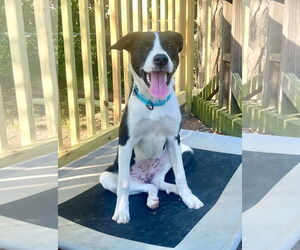 Border Collie-Unknown Mix Dogs for adoption in Mount Laurel, NJ, USA