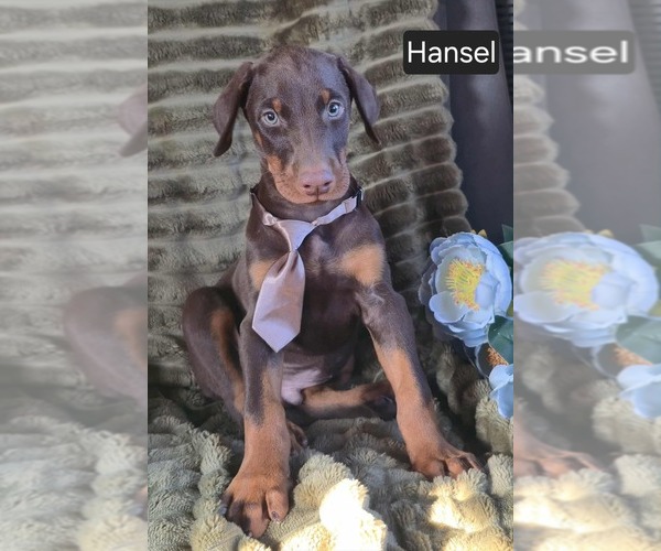 Medium Photo #1 Doberman Pinscher Puppy For Sale in POMEROY, OH, USA