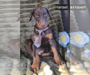 Doberman Pinscher Puppy for sale in POMEROY, OH, USA