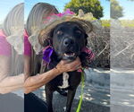 Small #9 Labrador Retriever Mix