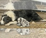 Small #5 Australian Shepherd