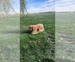 Small Photo #11 Cavapoo mix (+ Poodle Miniature) Puppy For Sale in GREENWOOD, WI, USA