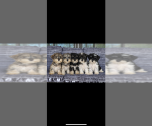 Schnauzer (Miniature) Puppy for Sale in BLOUNTSTOWN, Florida USA