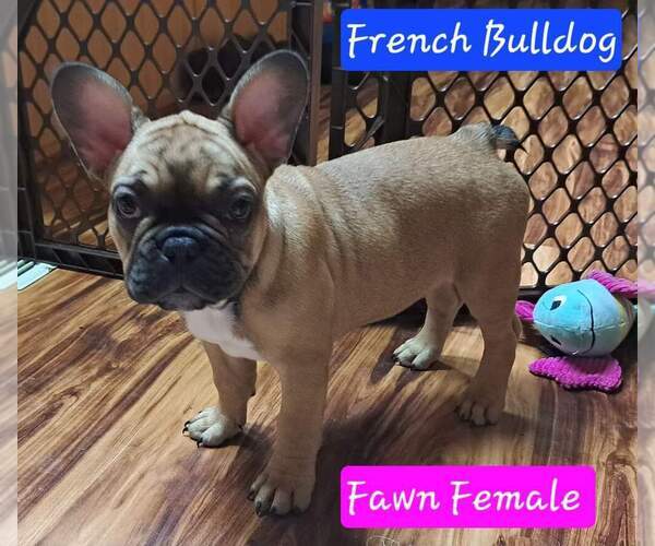 Medium Photo #5 French Bulldog Puppy For Sale in TUCSON, AZ, USA