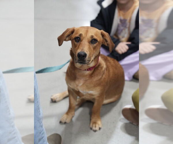 Medium Photo #17 Mountain Cur-Unknown Mix Puppy For Sale in Boston, MA, USA