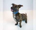 Small #3 Basset Hound Mix