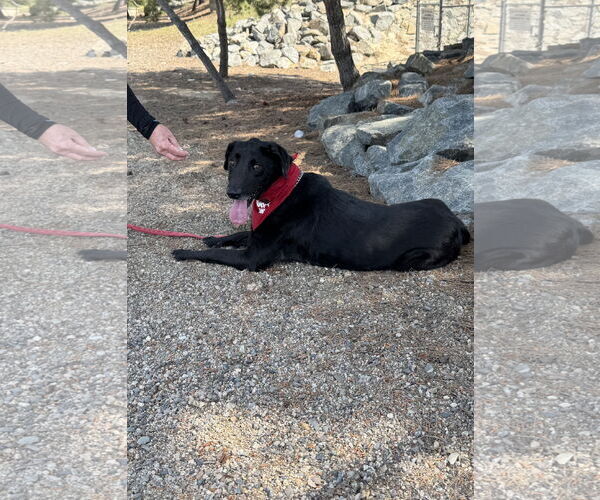 Medium Photo #6 Labrador Retriever-Unknown Mix Puppy For Sale in San Diego, CA, USA