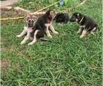Small Photo #2 German Shepherd Dog Puppy For Sale in SAINT CLOUD, FL, USA