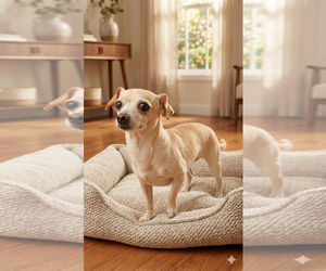 Chihuahua Dogs for adoption in Vail, AZ, USA