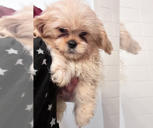 Shih Tzu Dogs for adoption in MAHWAH, NJ, USA