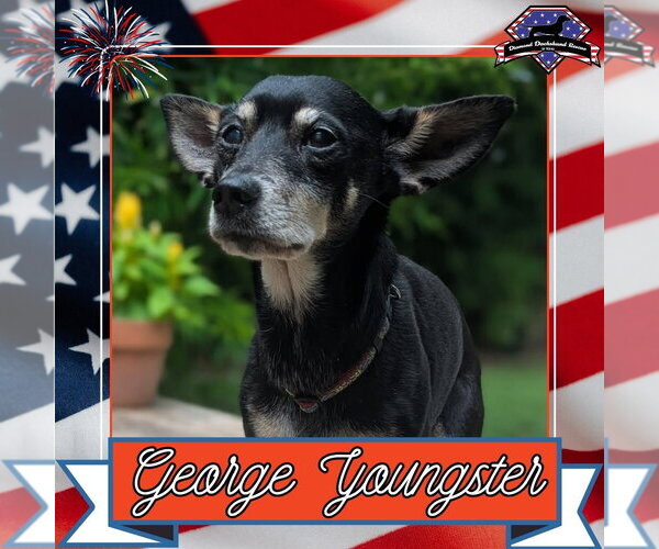 Medium Photo #6 Chiweenie Puppy For Sale in San Antonio, TX, USA