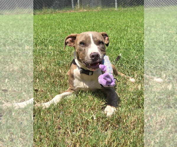 Medium Photo #2 American Pit Bull Terrier-Unknown Mix Puppy For Sale in Albemarle, NC, USA