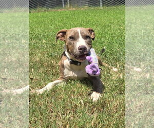 Astro - Male American Pit Bull Terrier-Unknown Mix Dog for Adoption - Photo #2