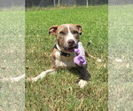 Small #1 American Pit Bull Terrier Mix