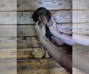 Dachshund Puppy for sale in BULLS GAP, TN, USA