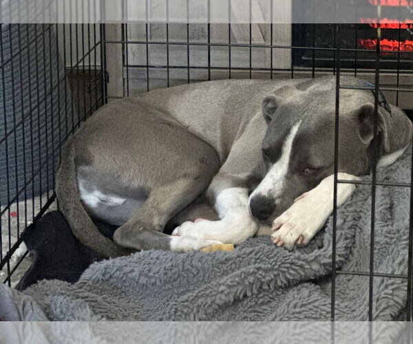 Medium Photo #8 Labrador Retriever-Unknown Mix Puppy For Sale in Greenbelt, MD, USA