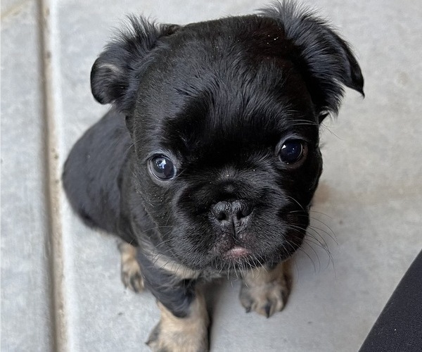 Medium Photo #7 French Bulldog Puppy For Sale in ELIZABETH, CO, USA