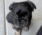Small Photo #7 French Bulldog Puppy For Sale in ELIZABETH, CO, USA