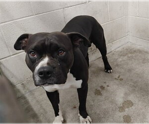 Mutt Dogs for adoption in San Bernardino, CA, USA