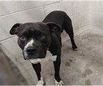 DIAMOND - Male Mutt Dog for Adoption - Small photo