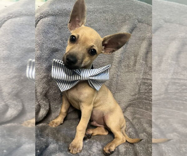 Medium Photo #2 Chiweenie Puppy For Sale in Ellijay, GA, USA