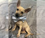 Small #1 Chiweenie