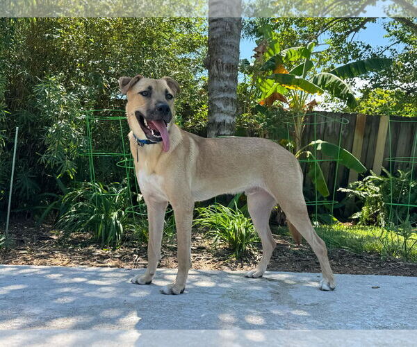 Medium Photo #1 German Shepherd Dog-Unknown Mix Puppy For Sale in Hoffman Estates, IL, USA
