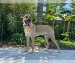 Small German Shepherd Dog Mix