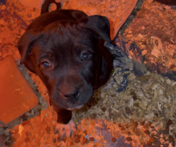 Medium Photo #16 American Pit Bull Terrier-Chinese Shar-Pei Mix Puppy For Sale in KANSAS CITY, MO, USA