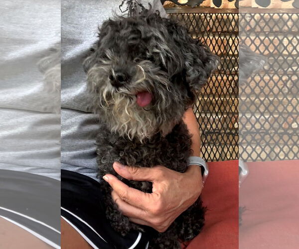 Medium Photo #1 Shih Tzu-Unknown Mix Puppy For Sale in Boonton, NJ, USA