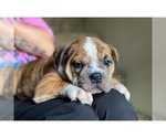 Small Photo #10 Olde English Bulldogge Puppy For Sale in OVERLAND, KS, USA