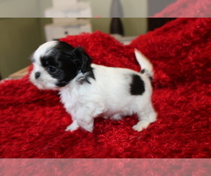 Shih Tzu Puppy for sale in THAYER, KS, USA