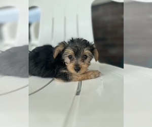 YorkiePoo Puppy for sale in BREMEN, IN, USA