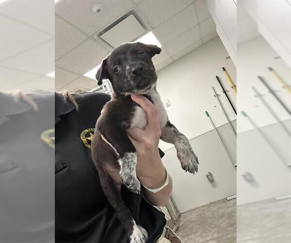 Medium Photo #1 Blue Lacy-Border Collie Mix Puppy For Sale in Rosenberg, TX, USA