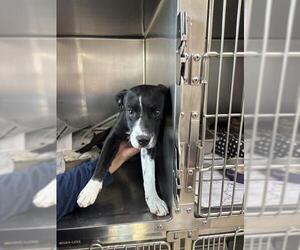 Mutt Dogs for adoption in Visalia, CA, USA