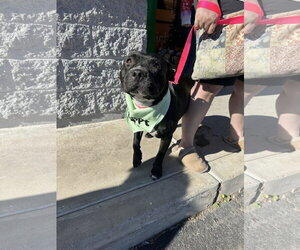 SUGAR - Female Staffordshire Bull Terrier-Unknown Mix Dog for Adoption - Photo #2