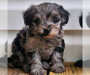 Maltipoo Puppy for sale in MECHANICSVILLE, MD, USA