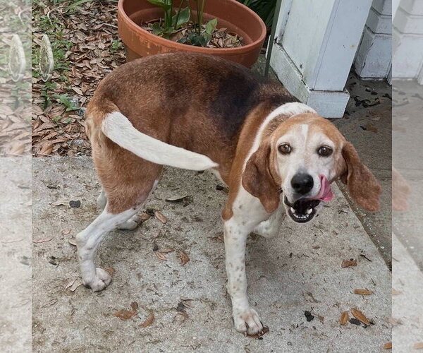 Medium Photo #4 Beagle-Unknown Mix Puppy For Sale in Dunnellon, FL, USA