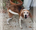 Small #3 Beagle Mix