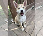 Small #1 Siberian Husky Mix
