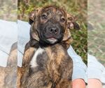 Small #2 Mountain Cur Mix