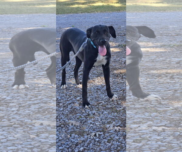 Medium Photo #12 Labrador Retriever-Unknown Mix Puppy For Sale in Rustburg, VA, USA