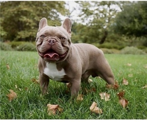 Father of the French Bulldog puppies born on 08/29/2022