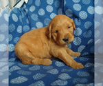 Puppy 7 Golden Retriever