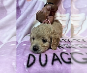 Goldendoodle (Miniature) Puppy for sale in FOUNTAIN, CO, USA