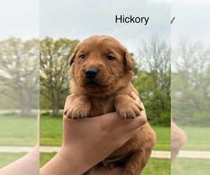 Golden Retriever Puppy for sale in MARSHFIELD, MO, USA