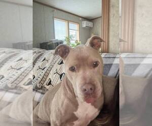 Priscilla (GA) a/k/a Prissy - Female Mutt Dog for Adoption - Photo #34