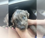 Small #6 F2 Aussiedoodle